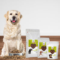 Golden Retriever mit DOGS-HEART Lamm Hundefutter Monoprotein in drei Verpackungsgrößen 1.5kg, 5kg und 15kg Beutel
