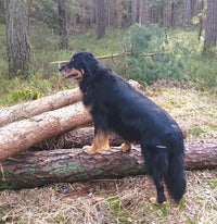 Maxi - Kraftpaket für große Hunde - DOGS - HEART