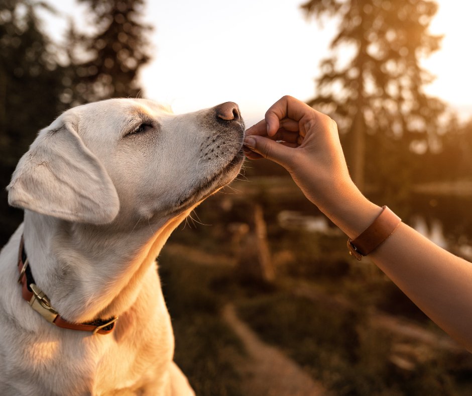 Neue Rezeptur - Spirulina STIX: Gesunde Zahnpflegestix mit Meeresalge - DOGS - HEART