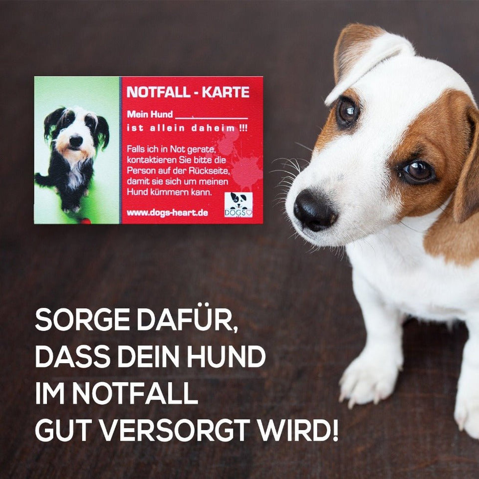 Notfallkarte für Hundebesitzer – DOGS-HEART sorgt für Sicherheit im Ernstfall, damit kein Vierbeiner allein bleibt.