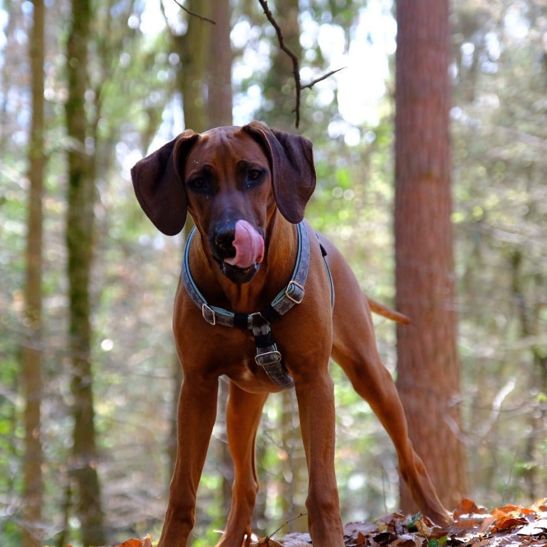 Kundenstimme PARATIC Schutz - Snack für Hunde - mit Schwarzkümmelöl und Kokosöl - DOGS - HEART