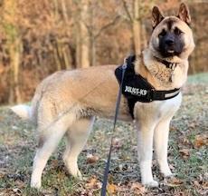 PARATIC Schutz - Snack für Hunde - mit Schwarzkümmelöl und Kokosöl - DOGS - HEART