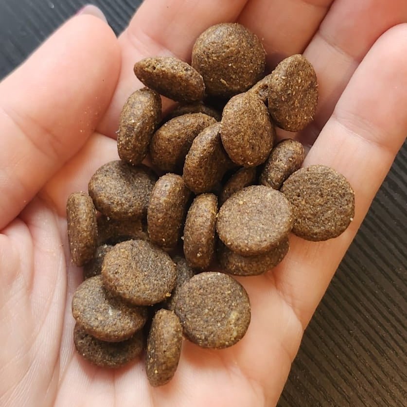 Hand hält mehrere runde, braune Kroketten des DOGS-HEART Geflügel-Trockenfutters aus der Nähe.