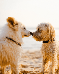 Premium Hundefutter Mix 2x15kg XXL | Getreidefrei | Große Hunde - DOGS - HEART - Trockenfutter