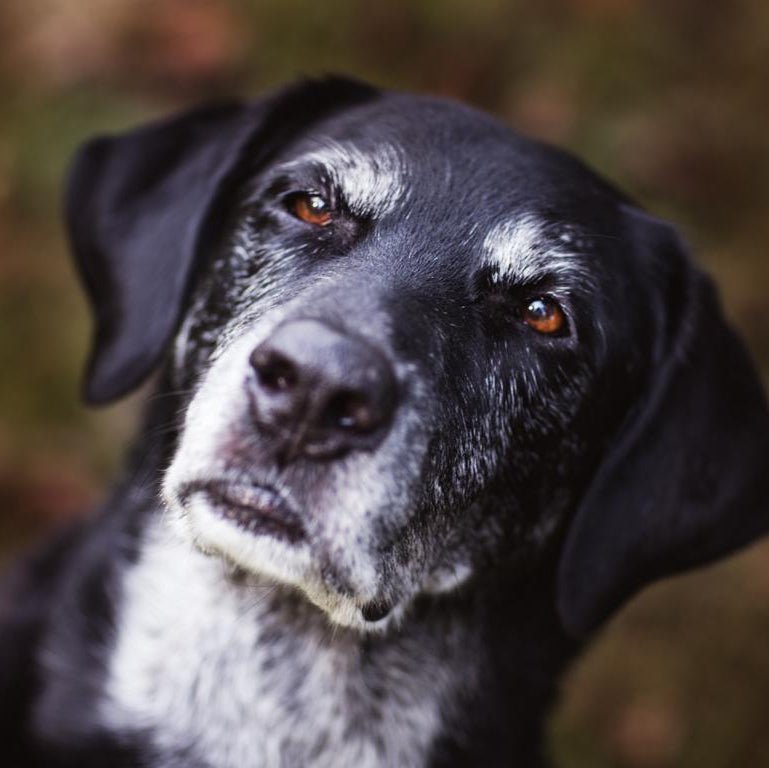 Älterer schwarzer Hund mit grauer Schnauze und warmem Blick – Senioren-Hundefutter für gemütliche Hunde