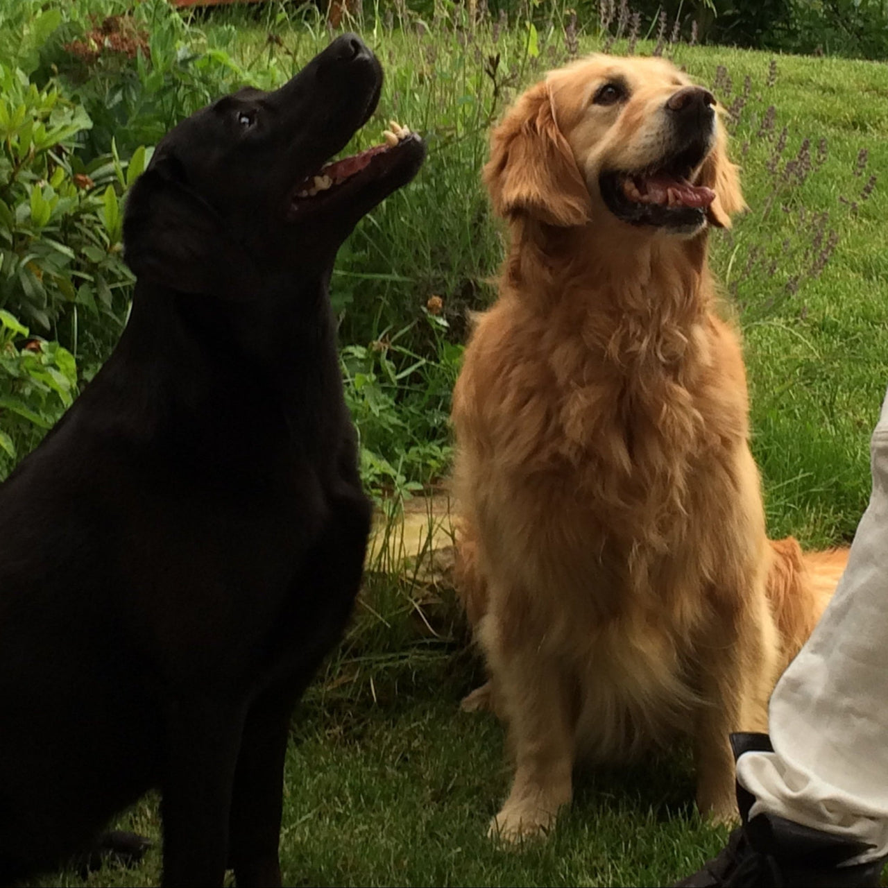 Zwei glückliche Hunde auf der Wiese – DOGS-HEART verbindet.