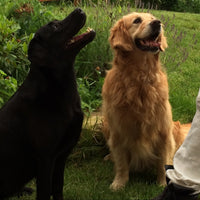 Zwei glückliche Hunde auf der Wiese – DOGS-HEART verbindet.