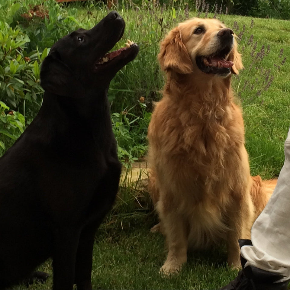 Zwei glückliche Hunde auf der Wiese – DOGS-HEART verbindet.