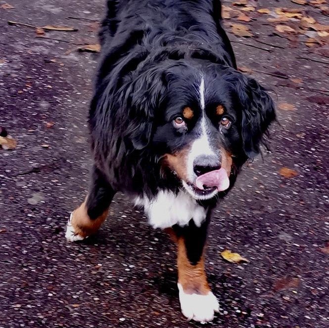 Premium Hundefutter Mix 2x15kg XXL | Getreidefrei | Große Hunde - DOGS - HEART - Trockenfutter