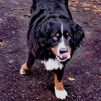 Premium Hundefutter Mix 2x15kg XXL | Getreidefrei | Große Hunde - DOGS - HEART - Trockenfutter