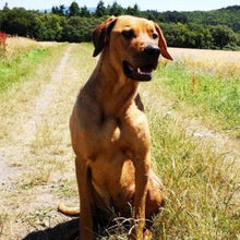 Lade das Bild in den Galerie-Viewer, DOGS-HEART Hundefutter-Erfahrungen: Ridgeback-Mischling mit glänzendem Fell und Gesundheit dank getreidefreiem Hundefutter.
