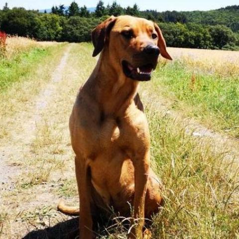 DOGS-HEART Hundefutter-Erfahrungen: Ridgeback-Mischling mit glänzendem Fell und Gesundheit dank getreidefreiem Hundefutter.