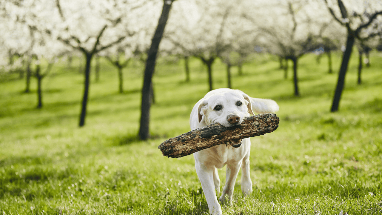 Glücklicher Hund mit Stock im Maul beim Toben in der Natur – steht für Vitalität, Lebensfreude und gesunde Ernährung mit DOGS-HEART.