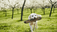 Glücklicher Hund mit Stock im Maul beim Toben in der Natur – steht für Vitalität, Lebensfreude und gesunde Ernährung mit DOGS-HEART.