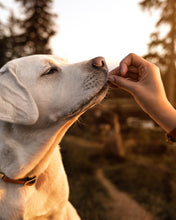 Lade das Bild in den Galerie-Viewer, Snack Mix - Spar - Set - DOGS - HEART
