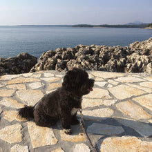 Lade das Bild in den Galerie-Viewer, Snack Mix - Spar - Set - DOGS - HEART
