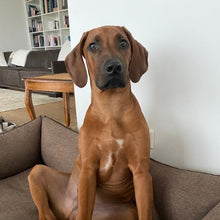 Lade das Bild in den Galerie-Viewer, Snack Mix - Spar - Set - DOGS - HEART

