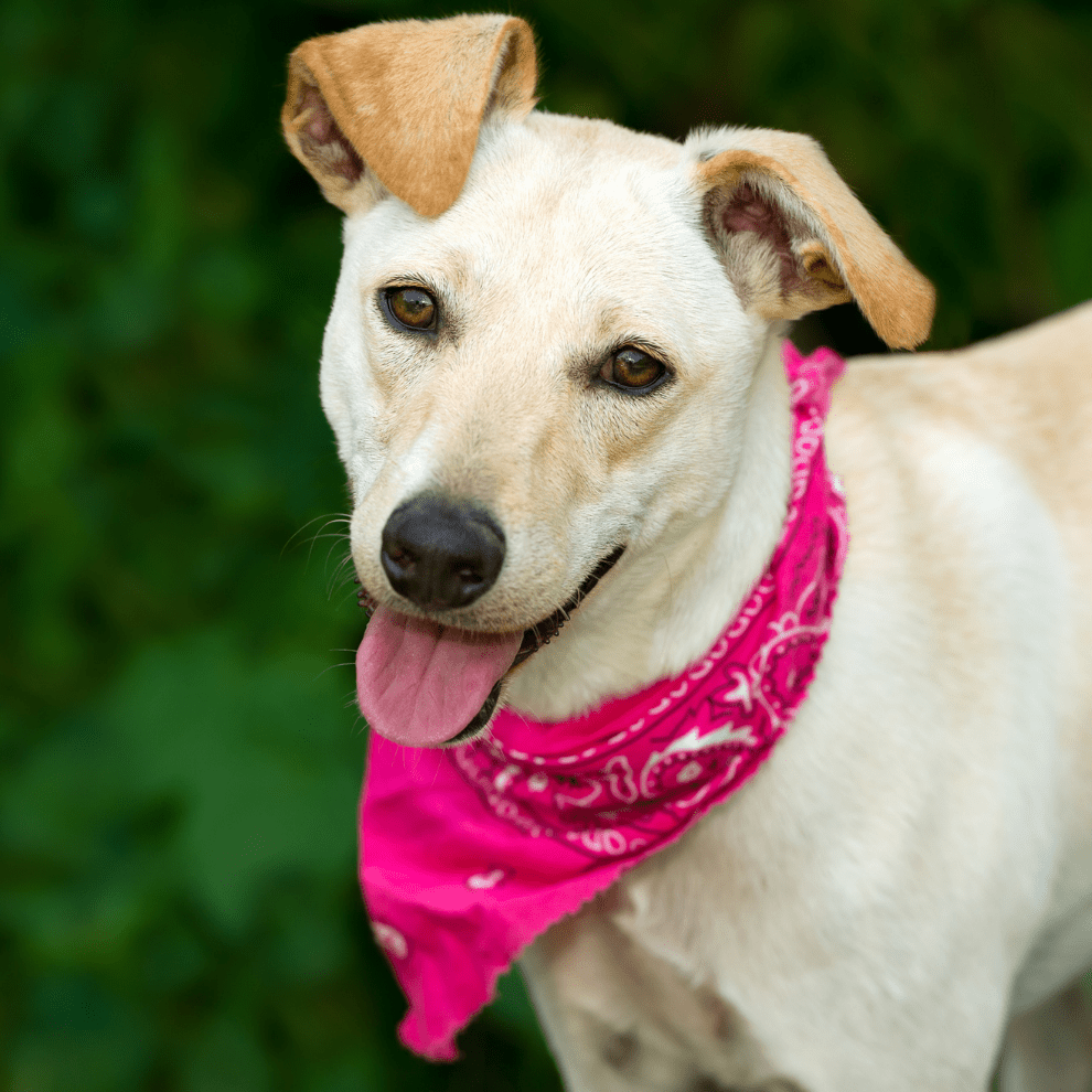 Kundenstimme Snack Mix - Spar - Set - DOGS - HEART