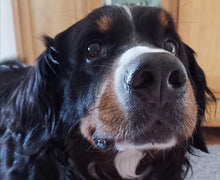 Lade das Bild in den Galerie-Viewer, SOS Notfallkarten (5er Set) – Für die Sicherheit deines Hundes - DOGS - HEART

