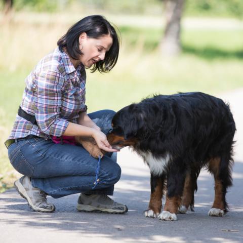 Ein Hund lernt beim Training im Freien das Kommando "Pfote geben" und wird von seinem Halter für die richtige Ausführung mit einem Leckerli belohnt.