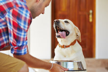 Lade das Bild in den Galerie-Viewer, Glücklicher Hund bekommt DOGS-HEART Hundefutter

